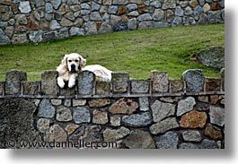images/Europe/Ireland/Leinster/Dublin/Dogs/big-white-pooch-01.jpg