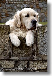 images/Europe/Ireland/Leinster/Dublin/Dogs/big-white-pooch-03.jpg