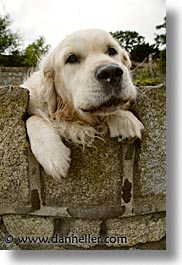 images/Europe/Ireland/Leinster/Dublin/Dogs/big-white-pooch-04.jpg