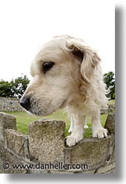 images/Europe/Ireland/Leinster/Dublin/Dogs/big-white-pooch-05.jpg