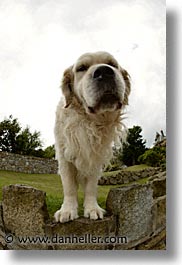 images/Europe/Ireland/Leinster/Dublin/Dogs/big-white-pooch-06.jpg