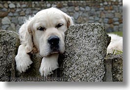 images/Europe/Ireland/Leinster/Dublin/Dogs/big-white-pooch-11.jpg