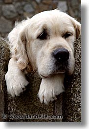 big, capital, cities, dogs, dublin, eastern ireland, europe, ireland, irish, leinster, vertical, white, photograph