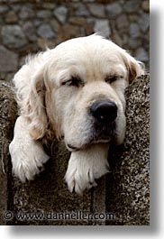 big, capital, cities, dogs, dublin, eastern ireland, europe, ireland, irish, leinster, vertical, white, photograph