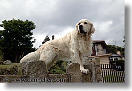 images/Europe/Ireland/Leinster/Dublin/Dogs/big-white-pooch-19.jpg