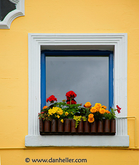 yellow-wall-flowers.jpg