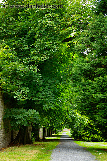 tree-path-1.jpg