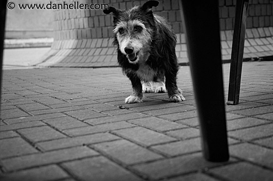 pooch-bw.jpg