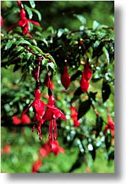 images/Europe/Ireland/Munster/Cork/red-drop-flrs.jpg