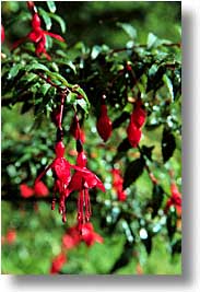 cork, cork county, drops, europe, flrs, ireland, irish, munster, red, vertical, photograph