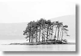 black and white, cork, cork county, europe, horizontal, ireland, irish, islands, munster, trees, photograph