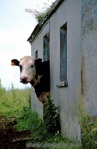 house-cow-a.jpg