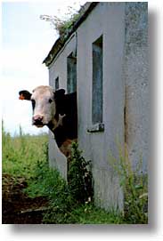 cork county, cows, dingle, dingle penninsula, europe, houses, ireland, munster, vertical, photograph