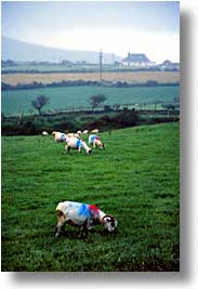 images/Europe/Ireland/Munster/Dingle/sheep-b.jpg