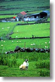cork county, dingle, dingle penninsula, europe, ireland, munster, sheep, vertical, photograph