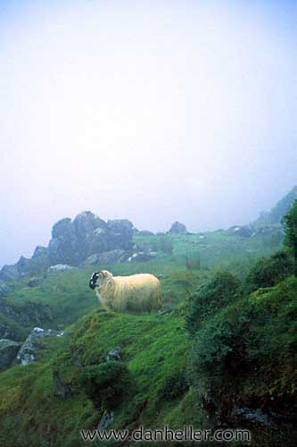 sheep-e.jpg