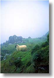 cork county, dingle, dingle penninsula, europe, ireland, munster, sheep, vertical, photograph