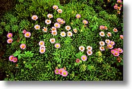 cork county, europe, flowers, horizontal, ireland, irish, loop head, loophead penninsula, munster, pink, photograph