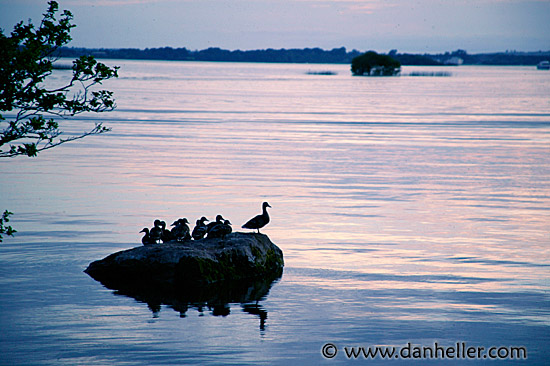 ducks-lake-1.jpg
