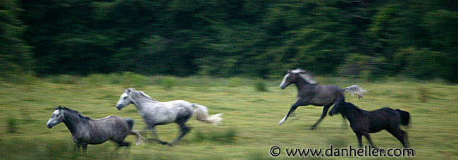 horses-01.jpg