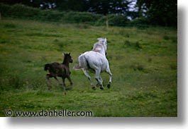 county shannon, dublin, europe, horizontal, horses, ireland, irish, shannon, shannon river, photograph