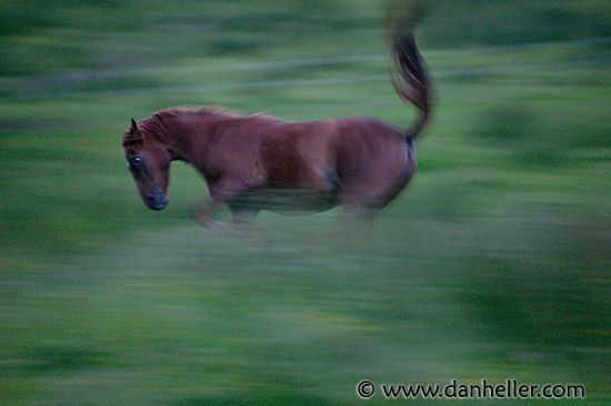 horses-04.jpg