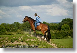 county shannon, dublin, europe, horizontal, horses, ireland, irish, jills, shannon, shannon river, photograph