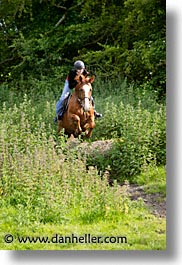 county shannon, europe, horses, ireland, irish, paulie, shannon, shannon river, vertical, photograph