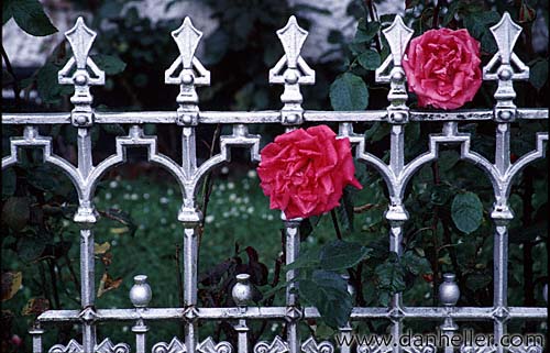 iron-fence-roses.jpg