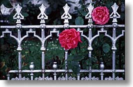 images/Europe/Ireland/Shannon/LoughDerg/iron-fence-roses.jpg