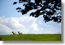 images/Europe/Ireland/Shannon/LoughDerg/sheep-on-hill.jpg