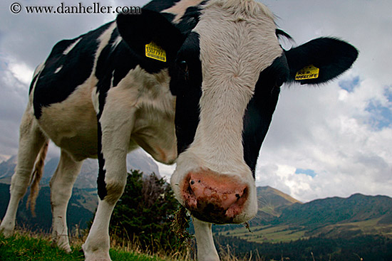 big-cow-head-8.jpg