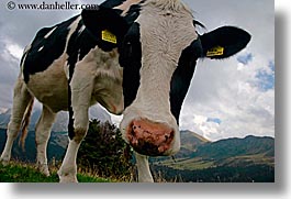 images/Europe/Italy/Dolomites/Animals/Cows/big-cow-head-8.jpg