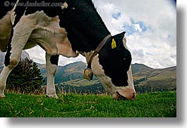 images/Europe/Italy/Dolomites/Animals/Cows/cow-4.jpg
