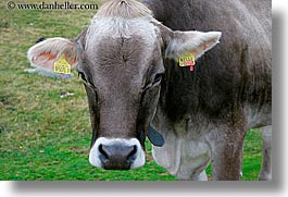 images/Europe/Italy/Dolomites/Animals/Cows/cow-heads-03.jpg