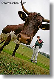 images/Europe/Italy/Dolomites/Animals/Cows/cow-heads-06.jpg