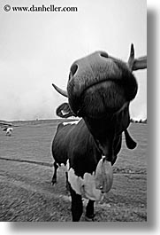 images/Europe/Italy/Dolomites/Animals/Cows/cow-heads-07.jpg