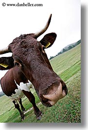 images/Europe/Italy/Dolomites/Animals/Cows/cow-heads-10.jpg