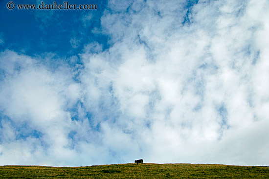 cow-hill-big-sky.jpg