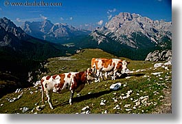 images/Europe/Italy/Dolomites/Animals/Cows/dolomite-cows-1.jpg