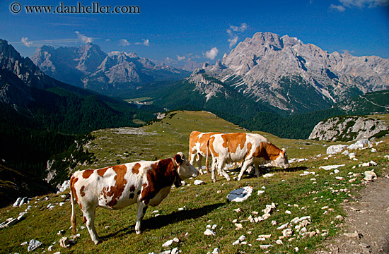 dolomite-cows-2.jpg