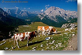 images/Europe/Italy/Dolomites/Animals/Cows/dolomite-cows-2.jpg