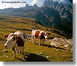 images/Europe/Italy/Dolomites/Animals/Cows/dolomite-cows-3.jpg