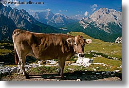 images/Europe/Italy/Dolomites/Animals/Cows/dolomite-cows-4.jpg