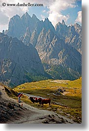 images/Europe/Italy/Dolomites/Animals/Cows/dolomite-cows-6.jpg