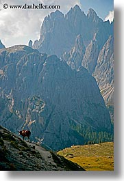 images/Europe/Italy/Dolomites/Animals/Cows/dolomite-cows-7.jpg