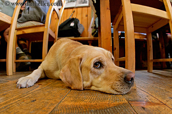 floor-dog-1.jpg