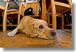images/Europe/Italy/Dolomites/Animals/Dogs/floor-dog-1.jpg