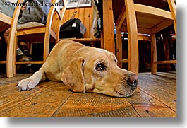 alto adige, animals, dogs, dolomites, europe, fisheye lens, floors, horizontal, italy, photograph