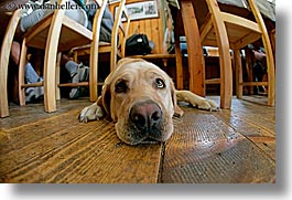 alto adige, animals, dogs, dolomites, europe, fisheye lens, floors, horizontal, italy, photograph